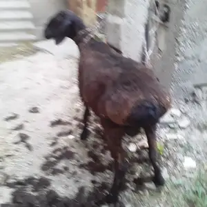 Баррача, Душанбе