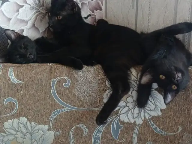 Котята, Бобоҷон Ғафуров