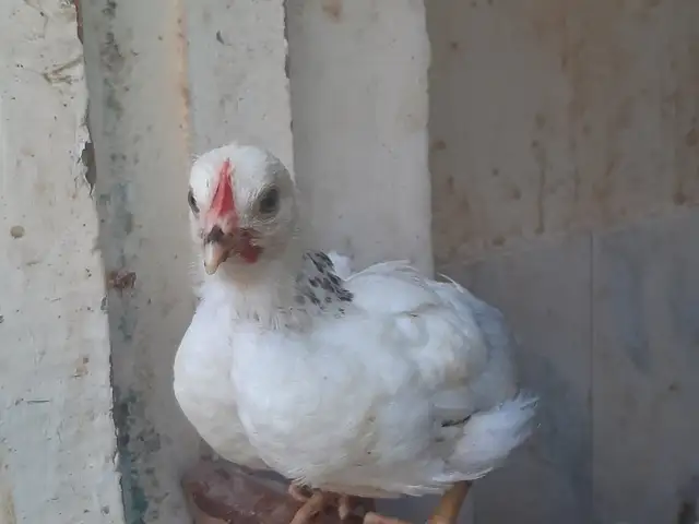 Чучаи рябушка, Абдурахмони Джоми