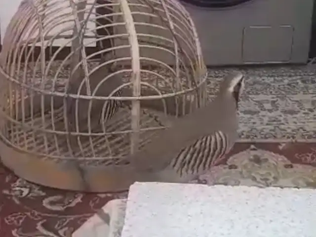 Кабк, Душанбе