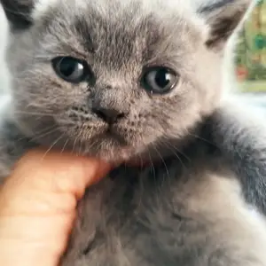 Котята, Душанбе