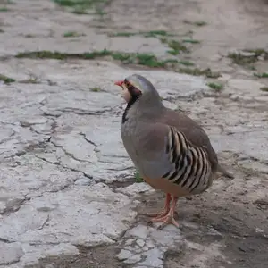 Кабк, Душанбе