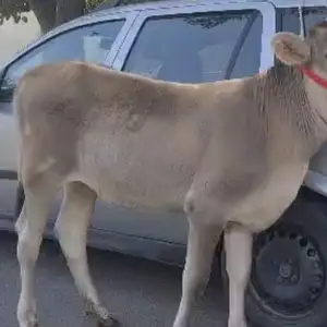 Гов зоти швед, Худжанд