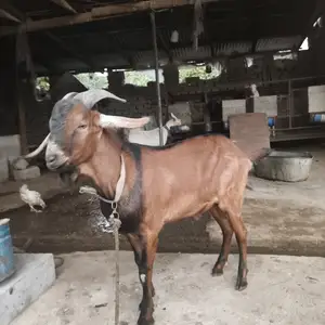 Козёл альпийский, Турсунзаде