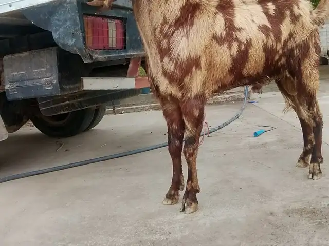 Буз, Абдурахмони Джоми