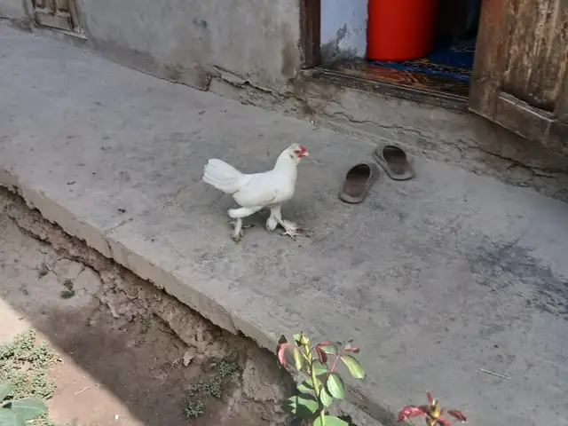 Мурги Японча, Турсунзода