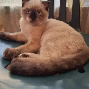 Шотландский котёнок, Душанбе