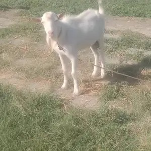 Буз, Спитамен