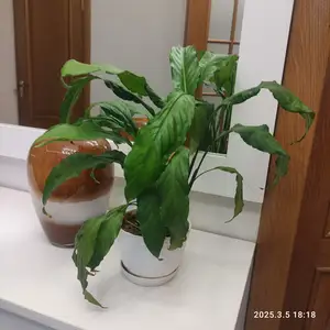 Спатифиллюм, Душанбе