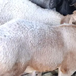 Кучкори шишак, Худжанд