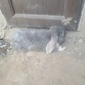 Харгуш, Душанбе