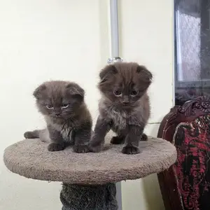 Шотландские котята, Душанбе