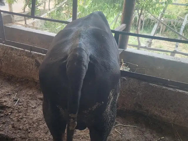 Бык, Хуҷанд