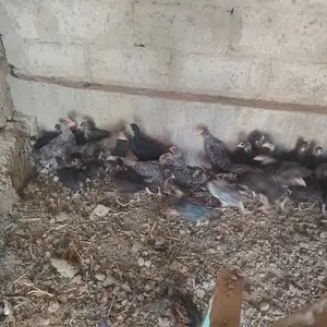 Чучахои даминант, Худжанд