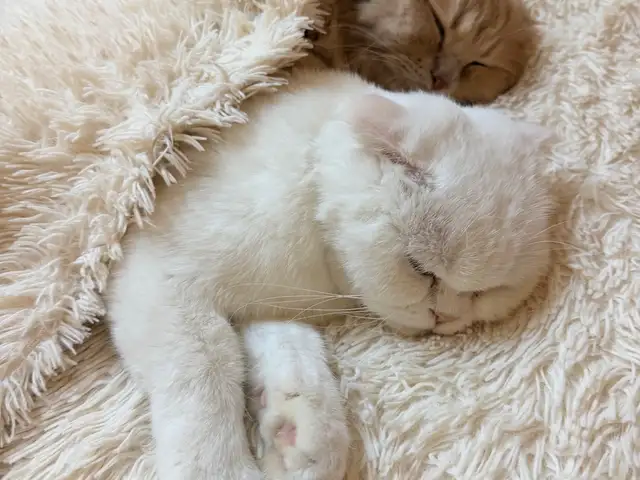 Кот на вязку, Худжанд