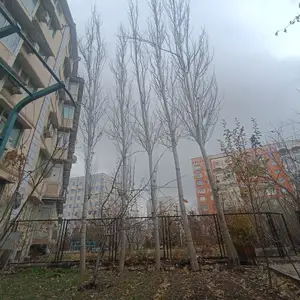 Дарахти сафедори бурида шуда, Хуҷанд