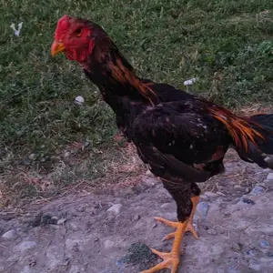 Дакан, Худжанд