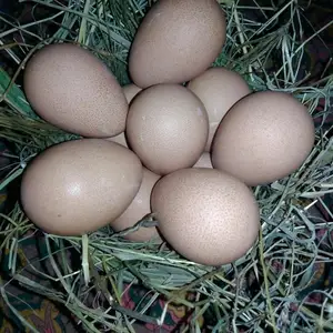 Тухми Цасарка, Бохтар (Курган-Тюбе)