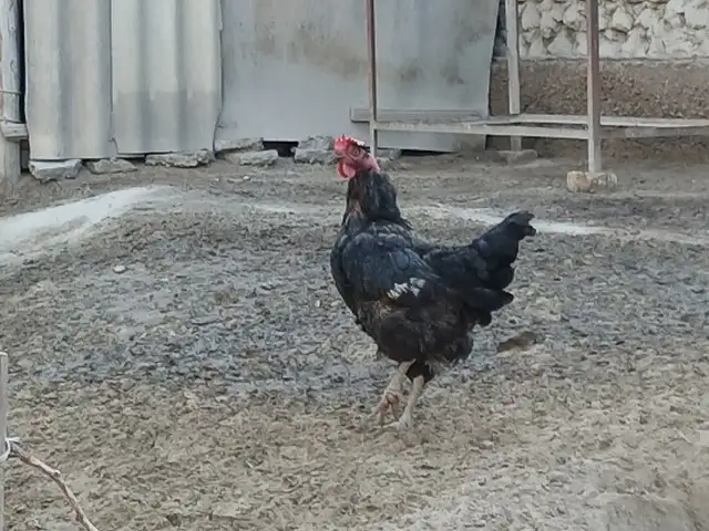 Чуча, Хуҷанд