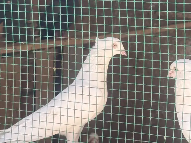 Кафтар, Душанбе