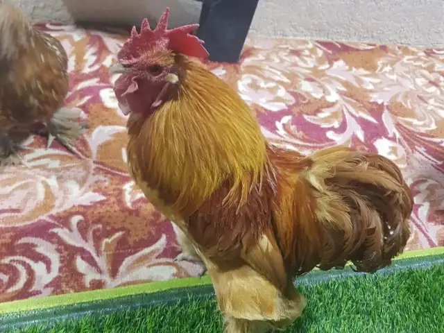 Японча чайни, Хуҷанд