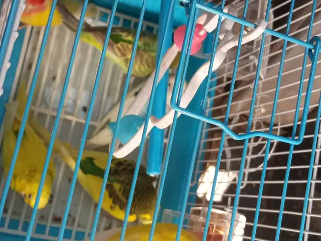 Попугай, Душанбе
