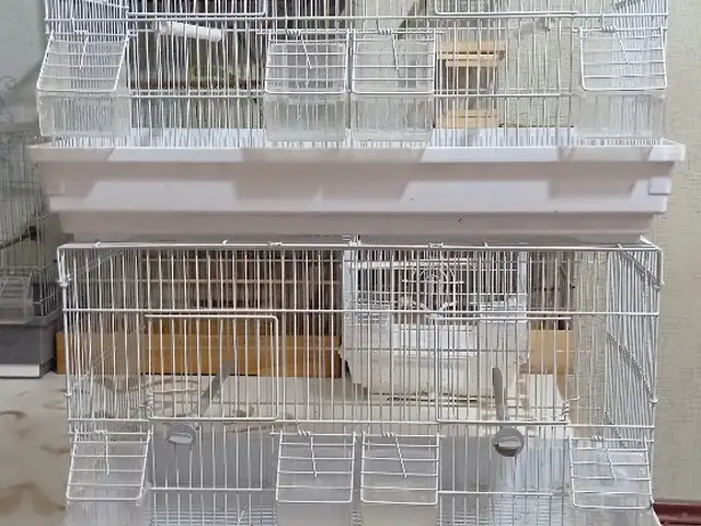 Клетка для птиц, Душанбе