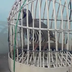 Кабк, Душанбе
