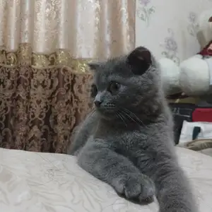 Шотландский кошка, Душанбе