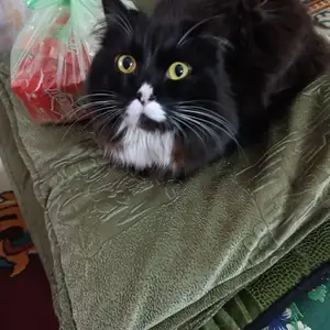 Кот, Душанбе