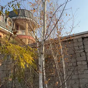 Берёза, Душанбе