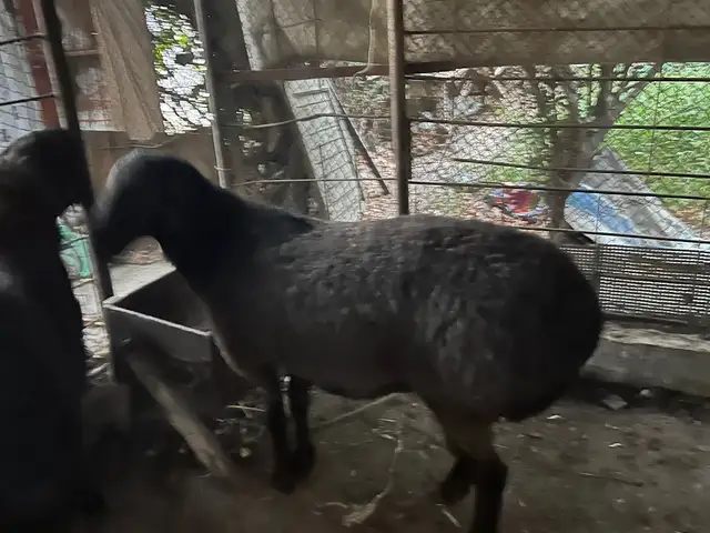 Гуспанд, Худжанд