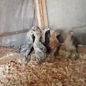 Чуча, Душанбе