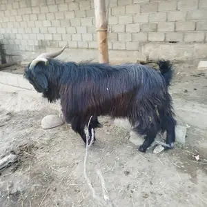 Така, Нурек