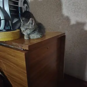 Кошка в хорошие руки, Хуҷанд