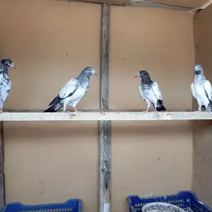 Голубь, Душанбе