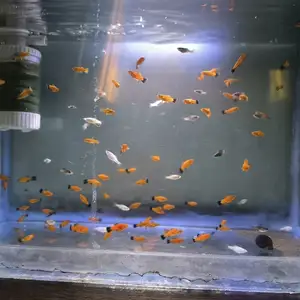 Меченосцы рыбки, Душанбе