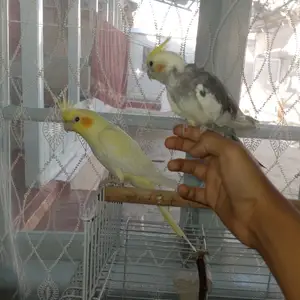 Попугай, Худжанд