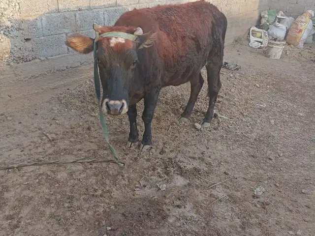 Гов, Душанбе