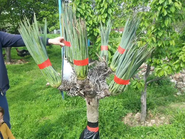 Юкка нитчатая, Душанбе