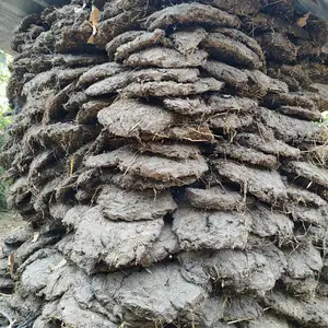 Тапаки Гови, Вахдат