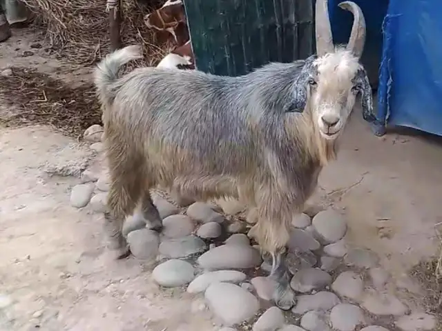 Такка, Восе