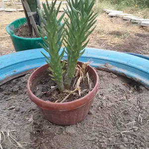 Кактус, Худжанд