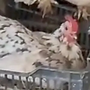 Мурги курк, Душанбе