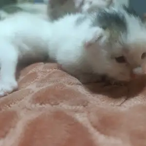 Кошка, Душанбе