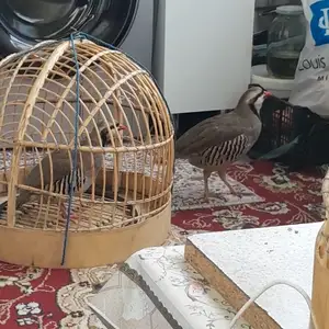 Кабк, Душанбе