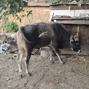 Гов, Душанбе
