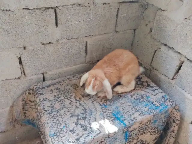 Кролик, Душанбе