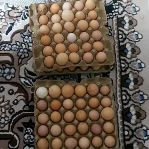 Тухми Ломан Браун, Турсунзаде
