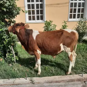 Бука, Куляб